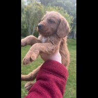 Labradoodle - Both