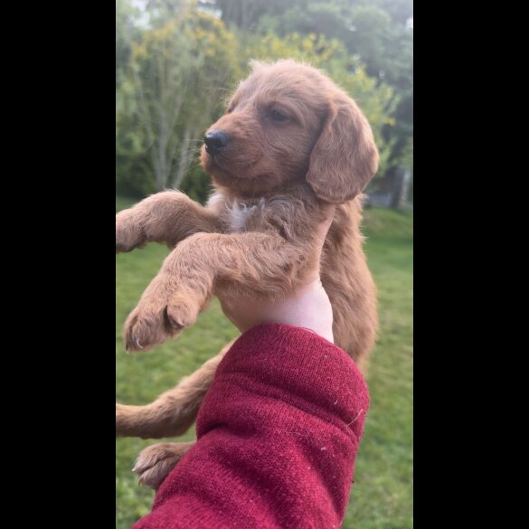Labradoodle - Both