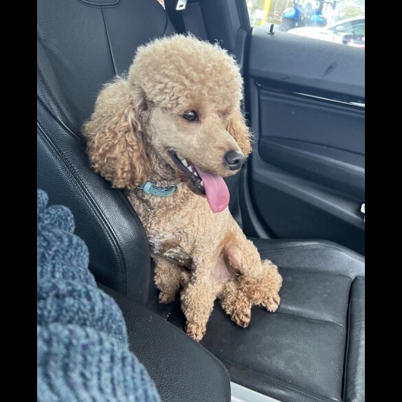 Labradoodle - Both