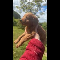 Labradoodle - Both