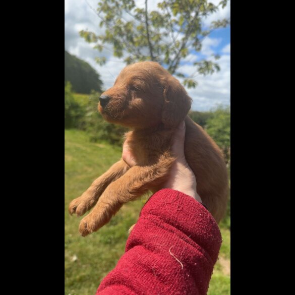 Labradoodle - Both