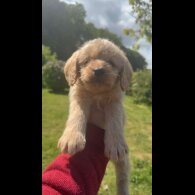 Labradoodle - Both