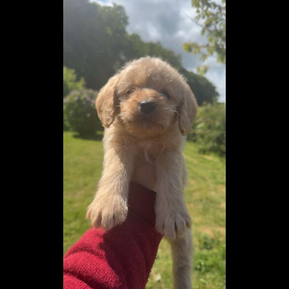 Labradoodle - Both