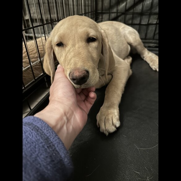 Labradoodle - Bitches