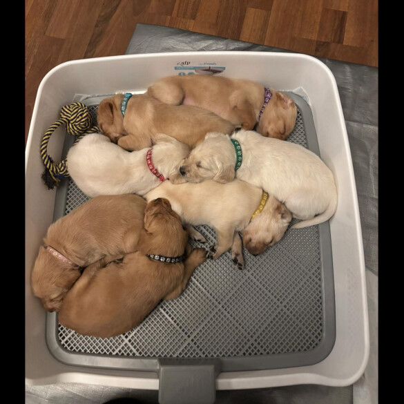 Labradoodle - Bitches