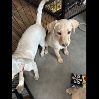 Labradoodle - Bitches
