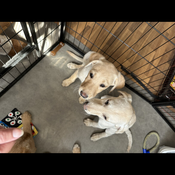 Labradoodle - Bitches