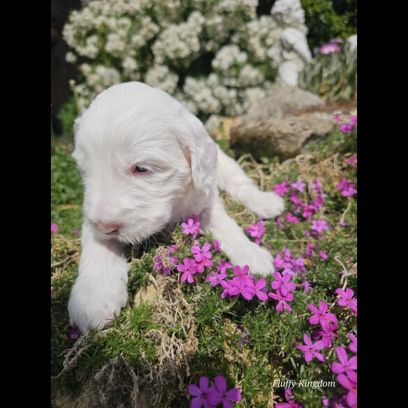 Labradoodle - Both