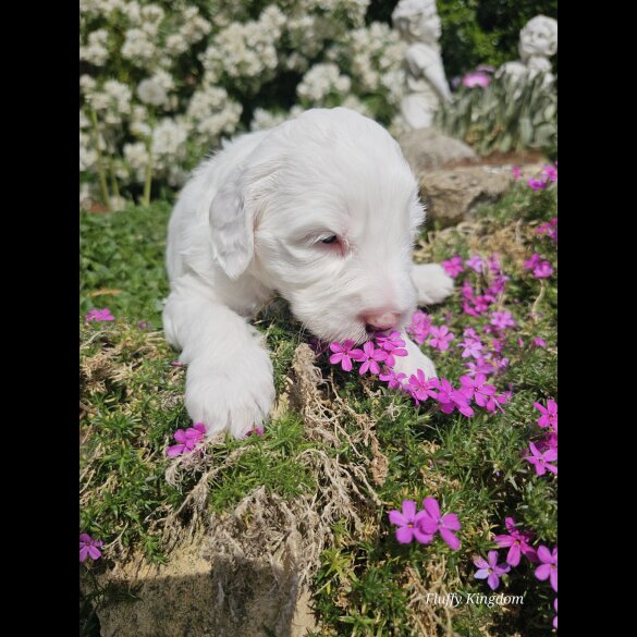 Labradoodle - Both