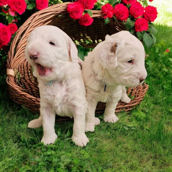 Labradoodle - Both