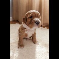 Labradoodle - Both