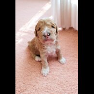 Labradoodle - Both