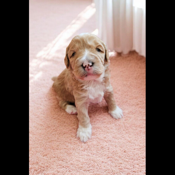 Labradoodle - Both