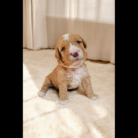 Labradoodle - Both