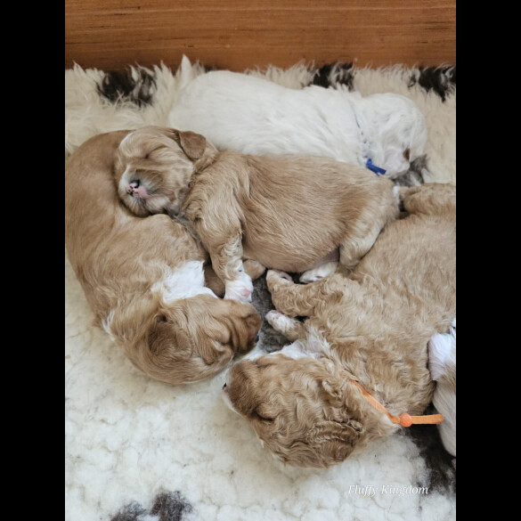 Labradoodle - Both