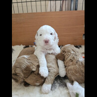 Labradoodle - Both