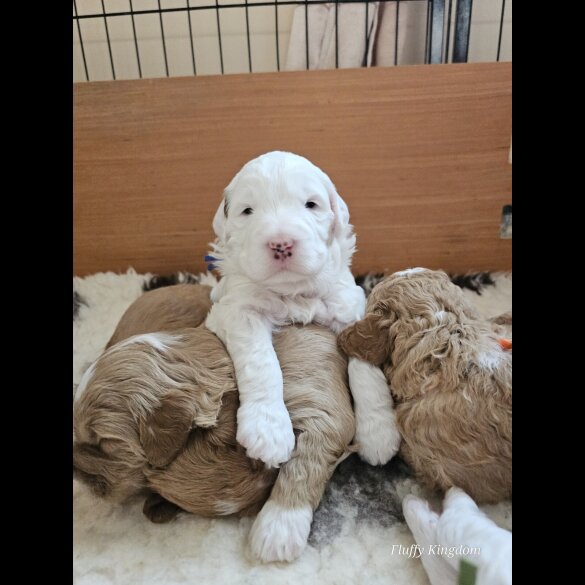 Labradoodle - Both