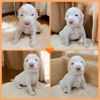 Labradoodle - Both