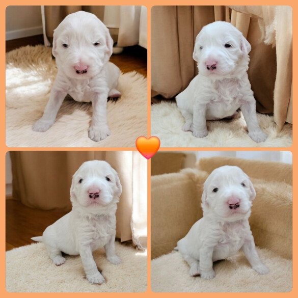 Labradoodle - Both