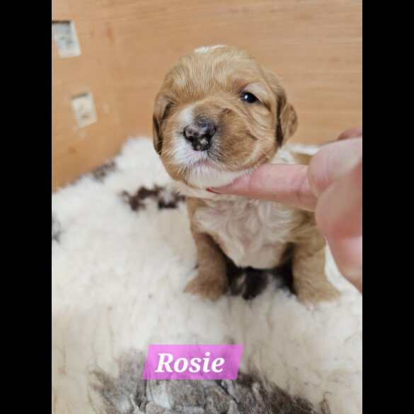 Labradoodle - Both