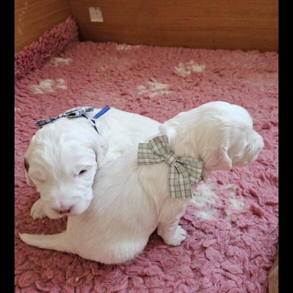 Labradoodle - Both