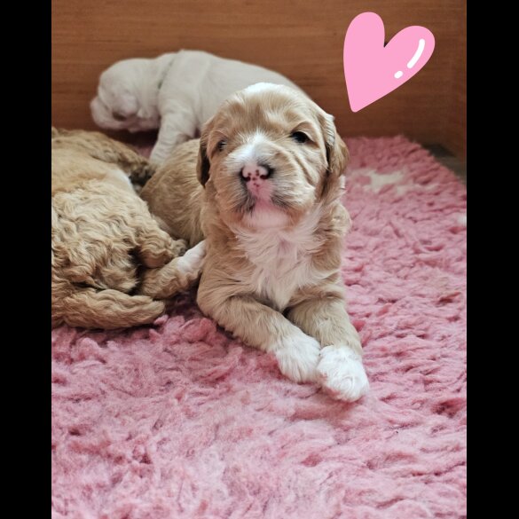 Labradoodle - Both