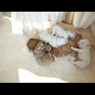Labradoodle - Both