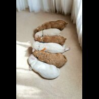 Labradoodle - Both