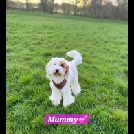 Labradoodle - Both