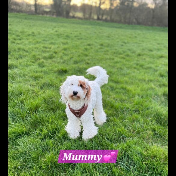 Labradoodle - Both
