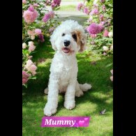 Labradoodle - Both