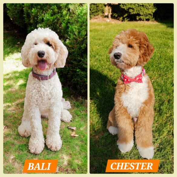Labradoodle - Both
