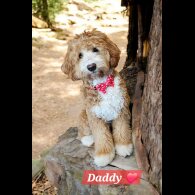 Labradoodle - Both