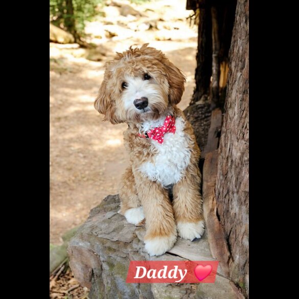 Labradoodle - Both