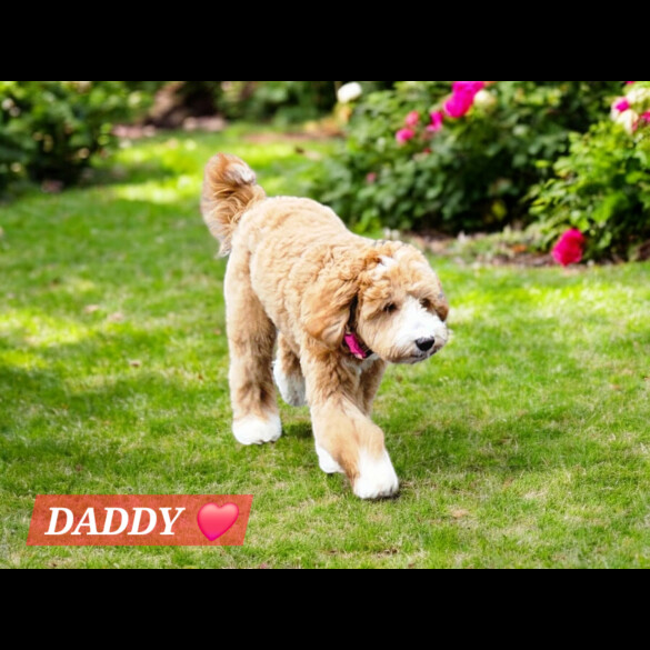 Labradoodle - Both
