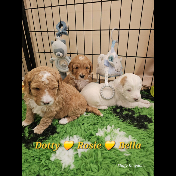 Labradoodle - Both