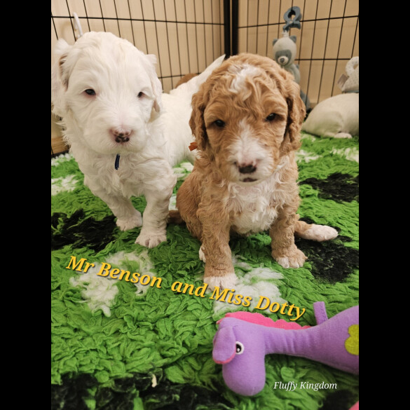 Labradoodle - Both