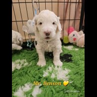 Labradoodle - Both