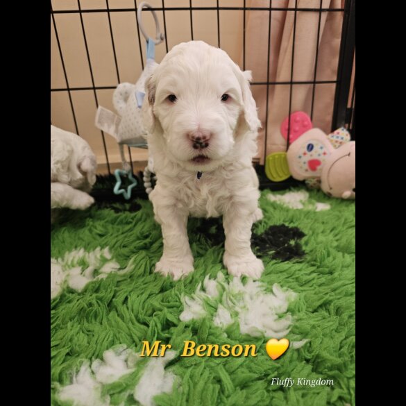 Labradoodle - Both