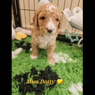 Labradoodle - Both
