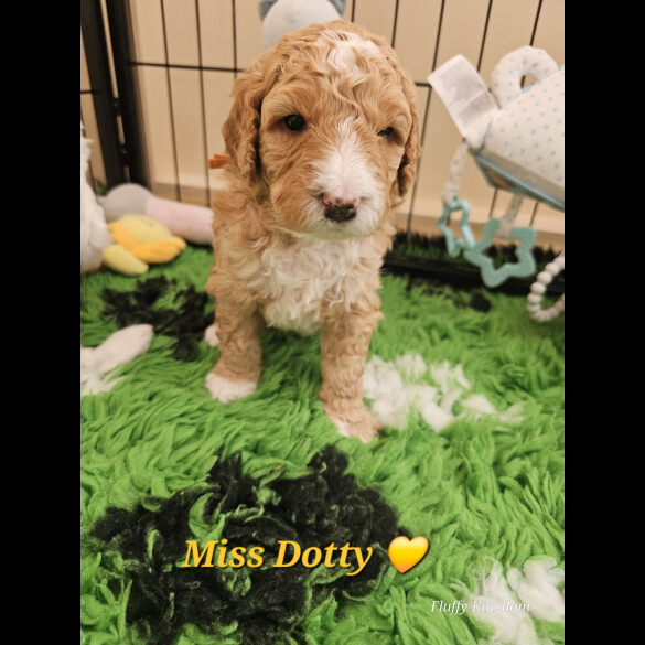 Labradoodle - Both