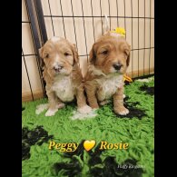 Labradoodle - Both