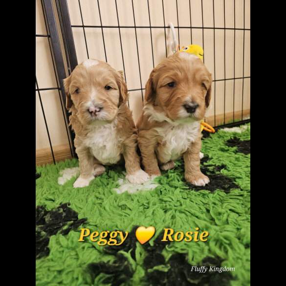 Labradoodle - Both