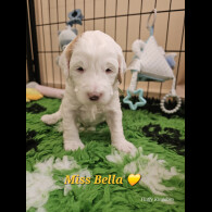 Labradoodle - Both