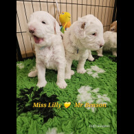 Labradoodle - Both