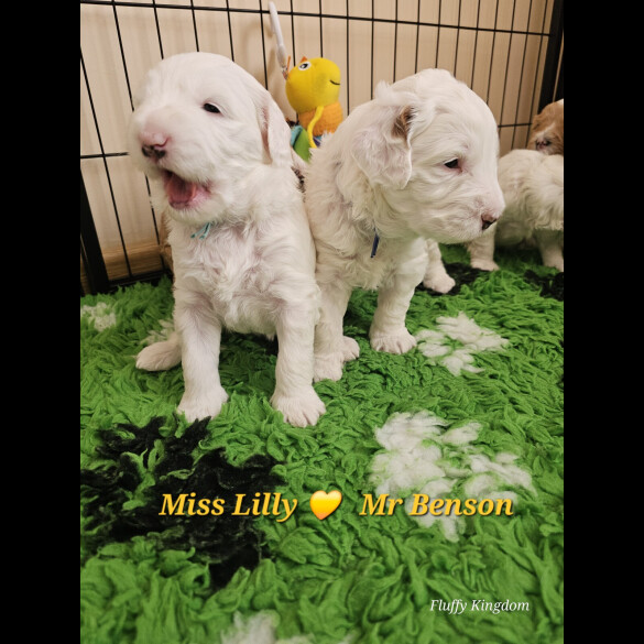 Labradoodle - Both