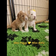 Labradoodle - Both