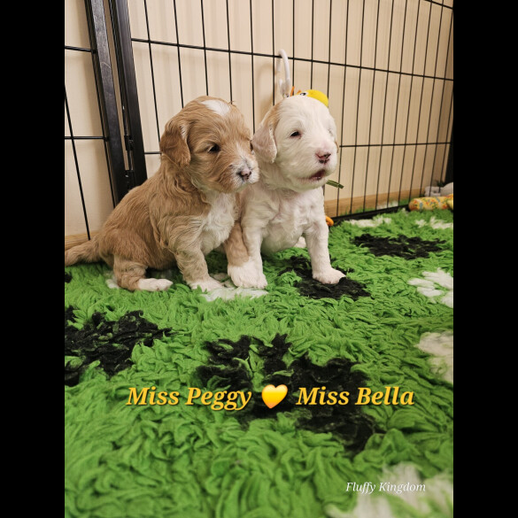 Labradoodle - Both
