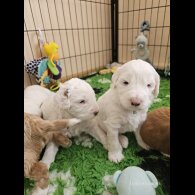 Labradoodle - Both