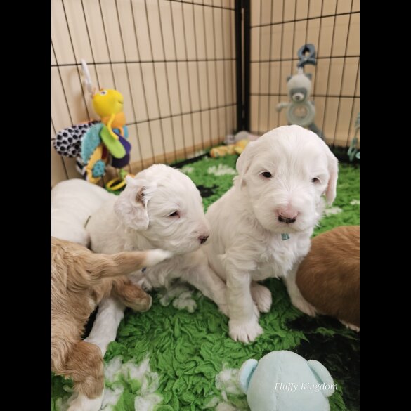 Labradoodle - Both